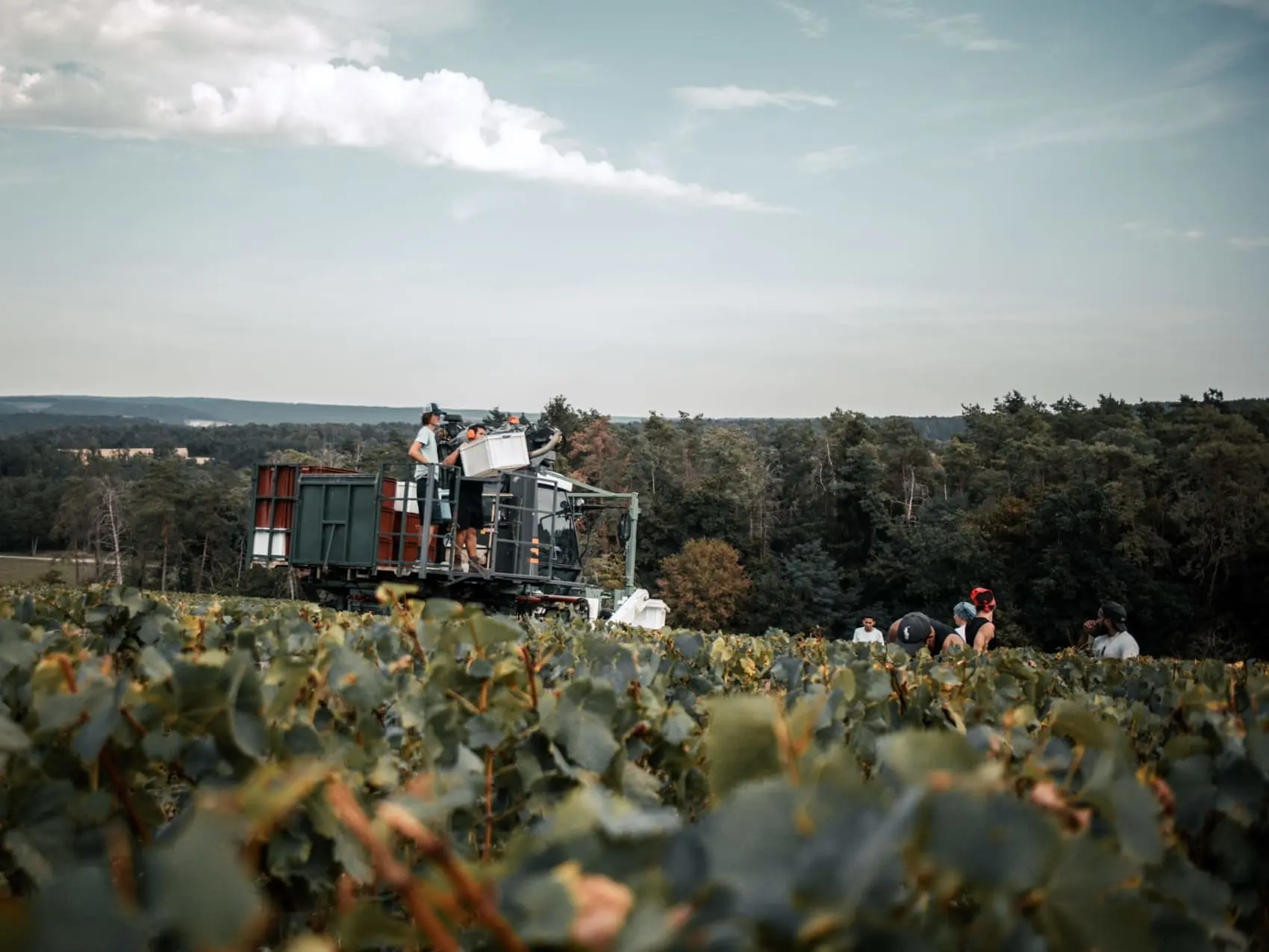 Photo taken by @lucyle_bellec during the 2023 harvest season - Champagne Jean Laurent